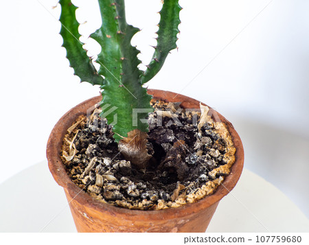 Yellow mold in flower pot in houseplant soil, close up. Yellow mold in flower pot in houseplant soil, close up. 107759680