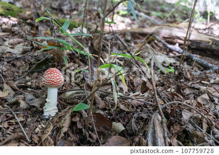 Fly agaric left side with margin 107759728