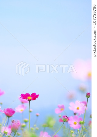 秋天可愛的粉紅色波斯菊花垂直 107759786