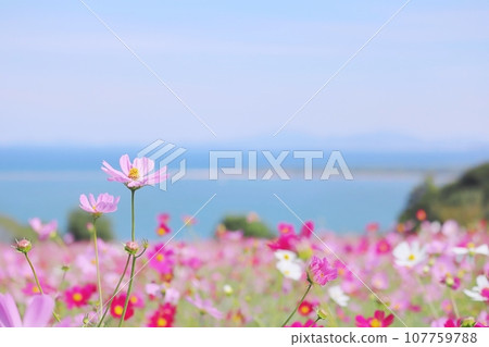 cute autumn pink cosmos cute autumn pink cosmos 107759788