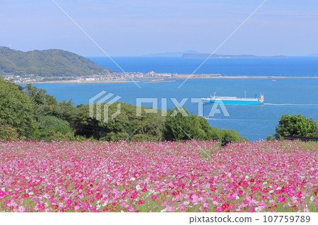 Cosmos flowers in full bloom in autumn, the sky, the sea, and the ship Cosmos flowers in full bloom in autumn, the sky, the sea, and the ship 107759789