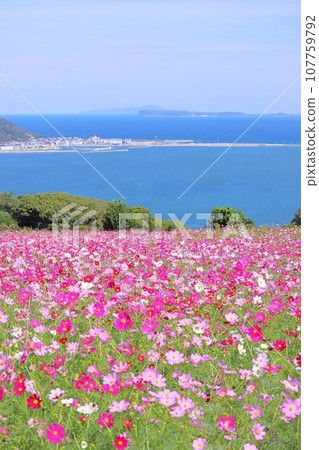 秋季、天空和海洋中盛開的波斯菊垂直 107759792