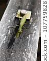 Mantis targeting prey 107759828