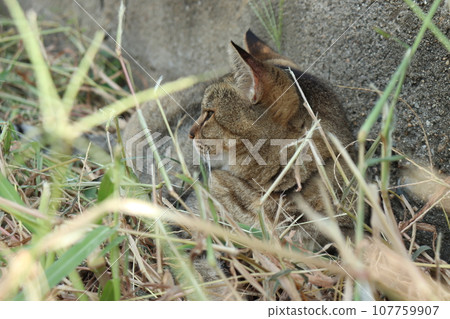 貓在休息 貓在休息 107759907
