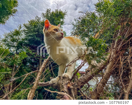 Jungle Emperor Chibi 107760197