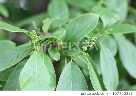 Chisha flower buds Chisha flower buds 107760358