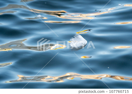Waterfowl feathers floating on the water's edge Waterfowl feathers floating on the water's edge 107760715