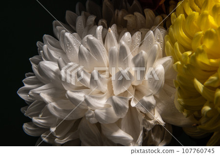 White chrysanthemum on black background White chrysanthemum on black background 107760745