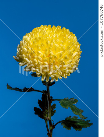 Yellow chrysanthemum on a blue background 107760746