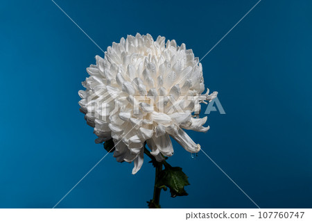 White chrysanthemum on a blue background 107760747