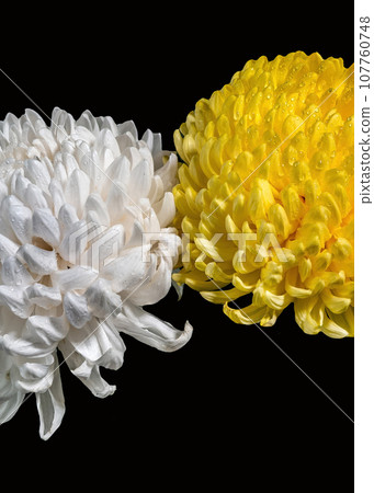 White and Yellow chrysanthemums on black background 107760748
