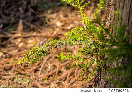 Spring walking path 107760828