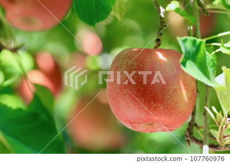 Apples waiting for harvest Apples waiting for harvest 107760976