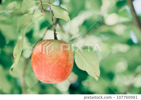 蘋果等待收穫 蘋果等待收穫 107760981