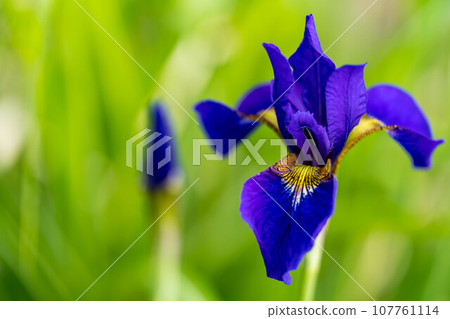 色彩鮮豔的鳶尾花——小月—— 107761114