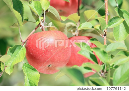 Red colored apple 107761142