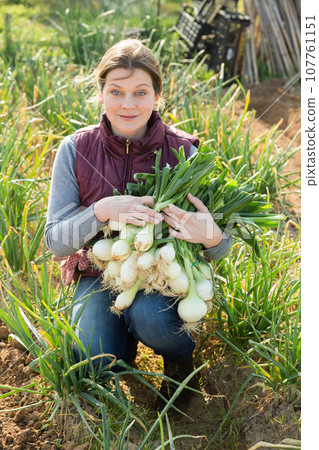 Woman harvesting fresh green onion Woman harvesting fresh green onion 107761151