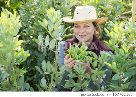 Woman harvesting broad beans Woman harvesting broad beans 107761195