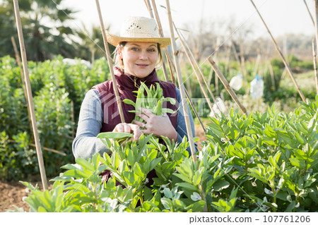 Woman gardening on broad beans plantation 107761206