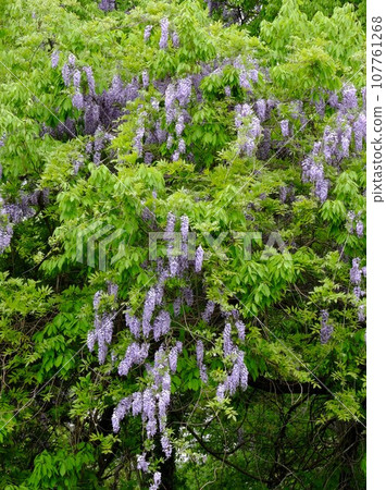 紫藤花在新綠的襯托下格外引人注目 [相模原市津久井，4 月] 107761268