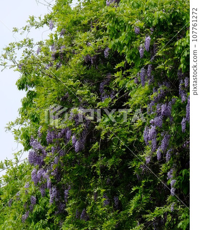 被新綠包圍的森林中的富士山[相模原市津久井，4月] 107761272
