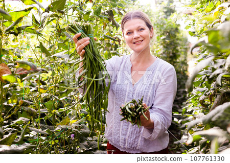 Young female gardener picking harvest of vigna in garden at sunny day Young female gardener picking harvest of vigna in garden at sunny day 107761330
