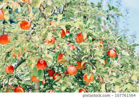 Apples that turned red Apples that turned red 107761564