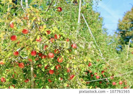Apples that turned red Apples that turned red 107761565