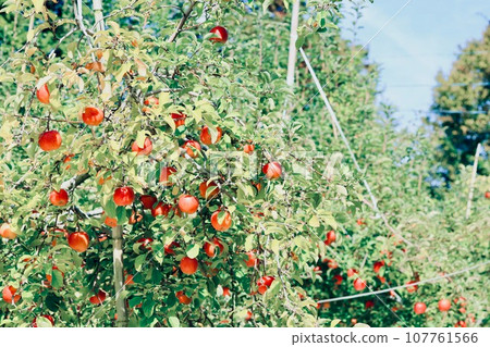 Apples that turned red Apples that turned red 107761566