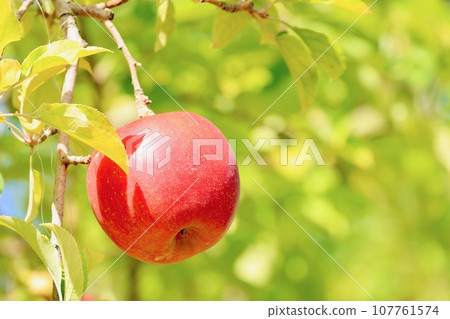 Apples that turned red Apples that turned red 107761574