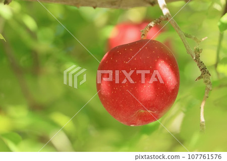 Apples that turned red 107761576