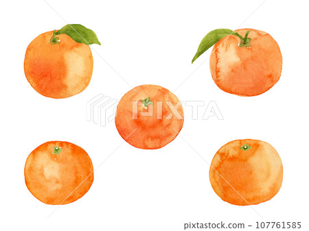 手繪水彩葉子柑橘插圖 107761585