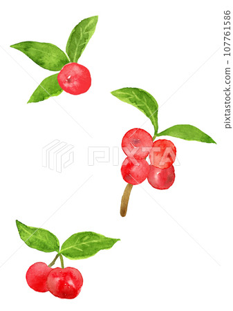 手繪水彩葉子的針葉櫻桃插圖 107761586