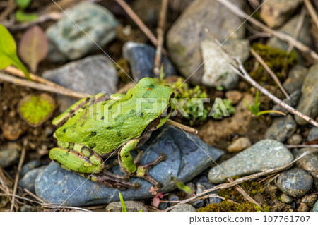 小月的雨蛙 小月的雨蛙 107761707