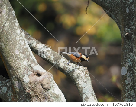 Parus and ego tree 107761810