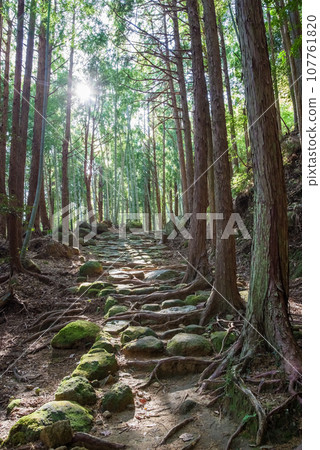 世界遺產「熊野古道伊勢路」松本通 世界遺產「熊野古道伊勢路」松本通 107761820