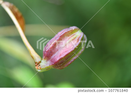 Kanoko lily fruit 107761840