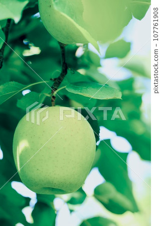 Apple on the tree Mutsu 107761908