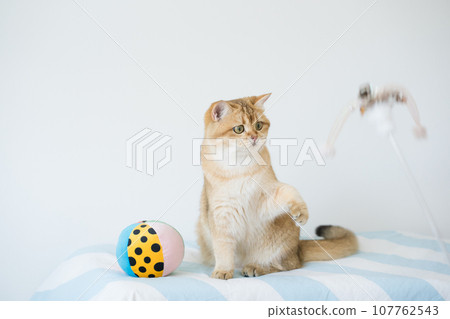 international cat day concept with british cat happy and fun during play ball with owner international cat day concept with british cat happy and fun during play ball with owner 107762543