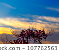 被夕陽染紅的簇狀孤挺花 107762563