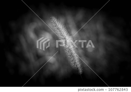 初冬輕薄耳 107762843