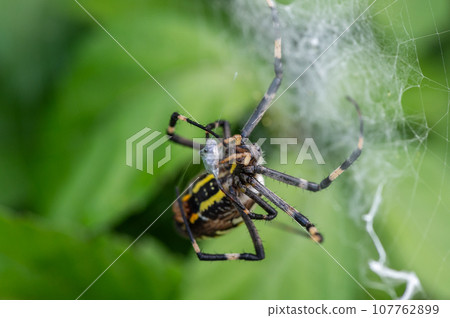 長尾蜘蛛的捕食 107762899