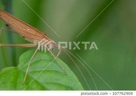 Ducetia japonicum brown type Ducetia japonicum brown type 107762908