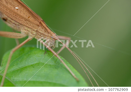 Ducetia japonicum brown type Ducetia japonicum brown type 107762909
