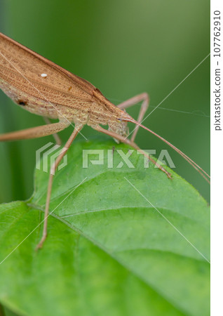 Ducetia japonicum brown type Ducetia japonicum brown type 107762910