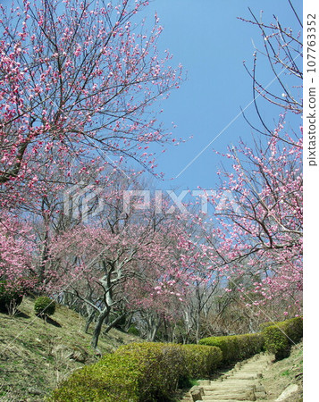 Tsukuba plum grove scenery with red plum blossoms Tsukuba plum grove scenery with red plum blossoms 107763352