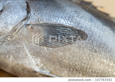 魚、胡椒鯛、胡椒鯛、小正鯛、白鰭魚、老鯛、胡椒鯛 魚、胡椒鯛、胡椒鯛、小正鯛、白鰭魚、老鯛、胡椒鯛 107763501