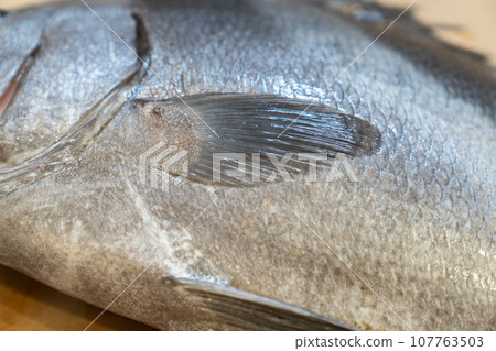 魚、胡椒鯛、胡椒鯛、小正鯛、白鰭魚、老鯛、胡椒鯛 107763503