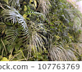 窄葉植物和黃色花朵 107763769