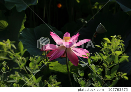 炎炎夏日的栗林公園(7月下旬/蓮花) 炎炎夏日的栗林公園(7月下旬/蓮花) 107763873